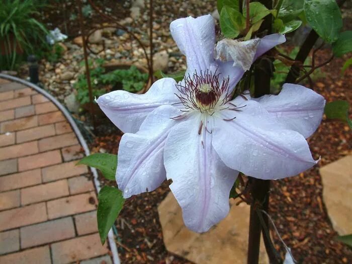 Клематис балерина фото Clematis montana 'Rubens'