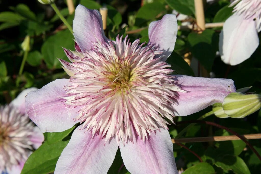 Клематис балерина фото Clematis Empress ('Evipo011'PBR) (EL)clematis Empress/RHS Gardening