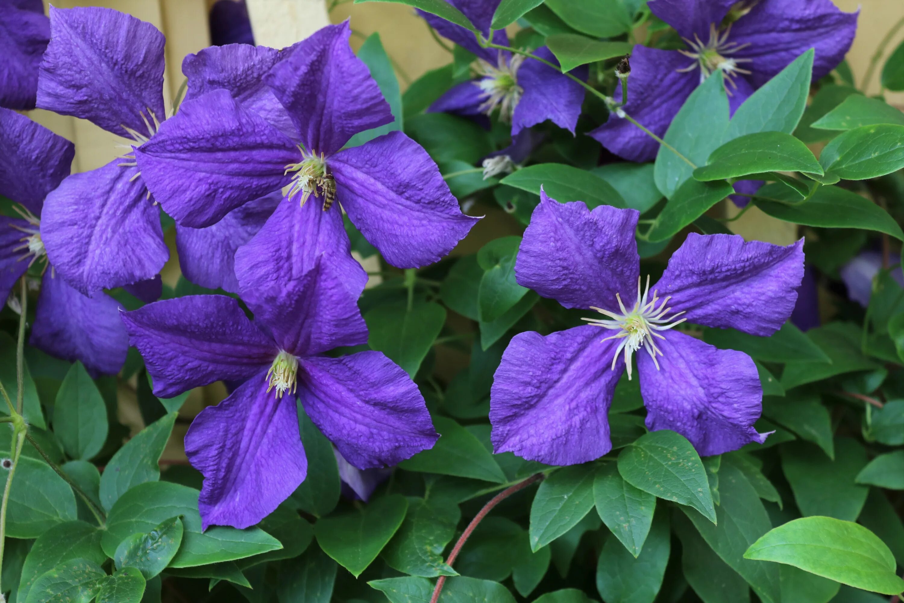 Клематис балтик фото File:Clematis 4270.jpg - Wikimedia Commons