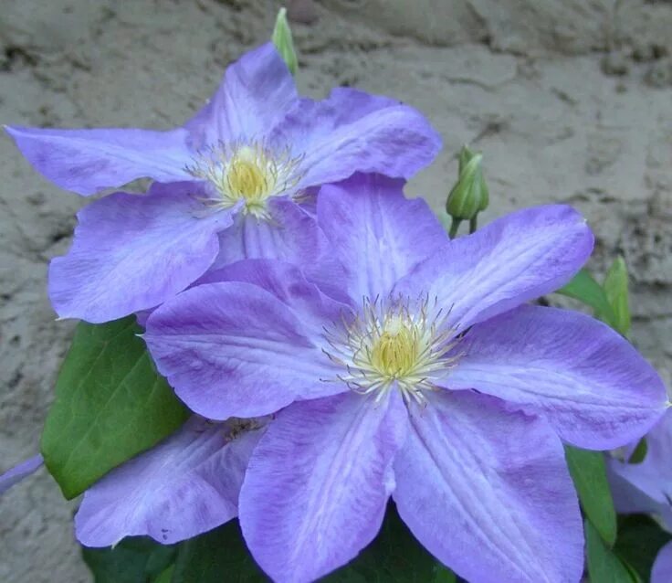 Клематис балтик фото Clematis Silmakivi - plant, care and cultivation. Clematis Silmakivi - varieties