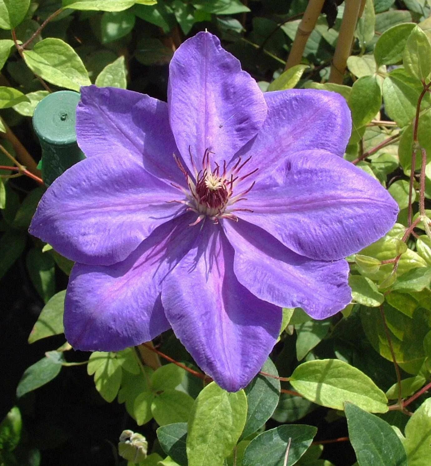 Клематис балтик фото Pin by david on Flowers Clematis, Flower trellis, Beautiful flowers
