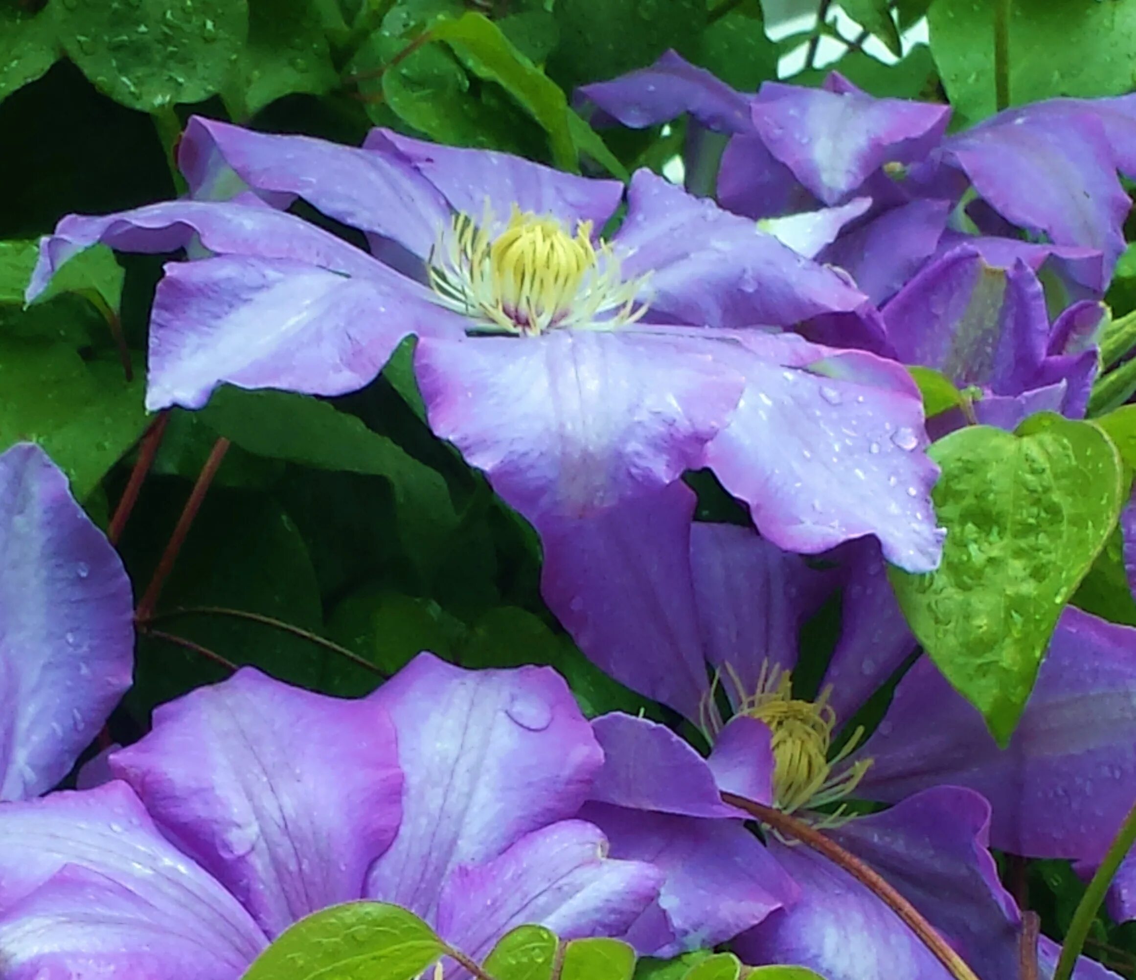 Клематис балтик фото May 2014 Clematis in Seattle