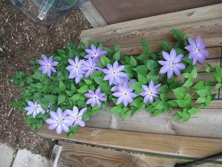 Клематис балтик фото Baltyk' Clematis Photo Clematis, Photo, Plants