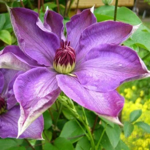 Клематис балтик фото Клематис Балтик (Clematis Baltyk) купить в Москве по низкой цене из питомника, д