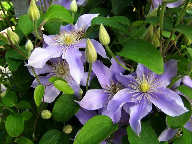 Клематис беата фото Clematis diversifolia 'Justa' Clematis, Bloom, Star shape