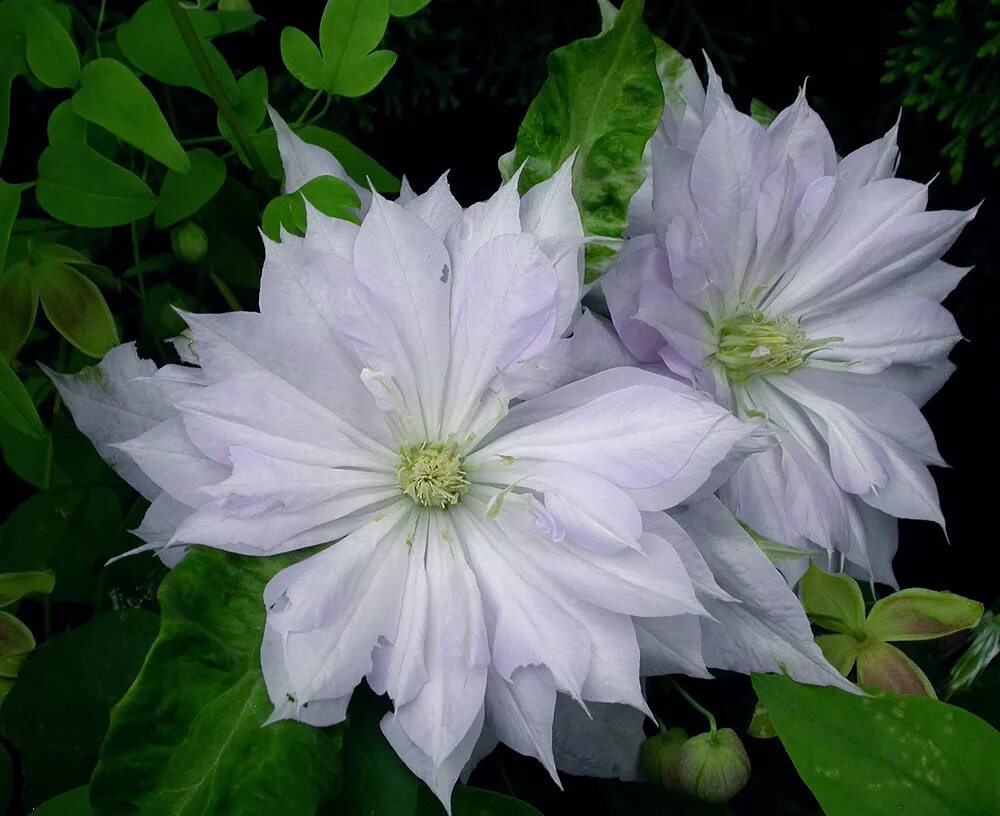 Клематис бель фото Belle of Woking Clematis - Plants4Home