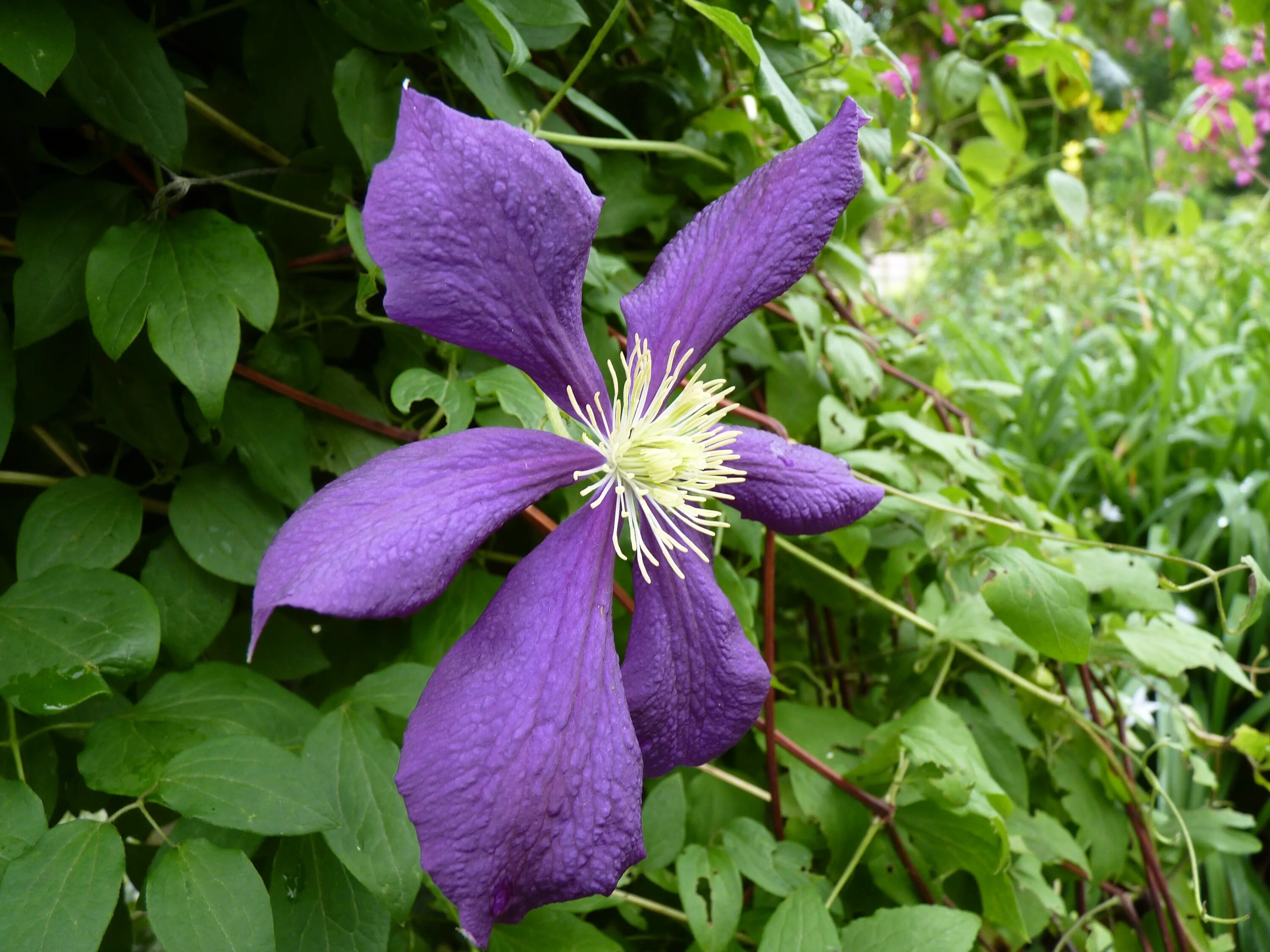 Клематис бель фото File:Clematis viticella 'Blue Belle' 01.jpg - Wikimedia Commons