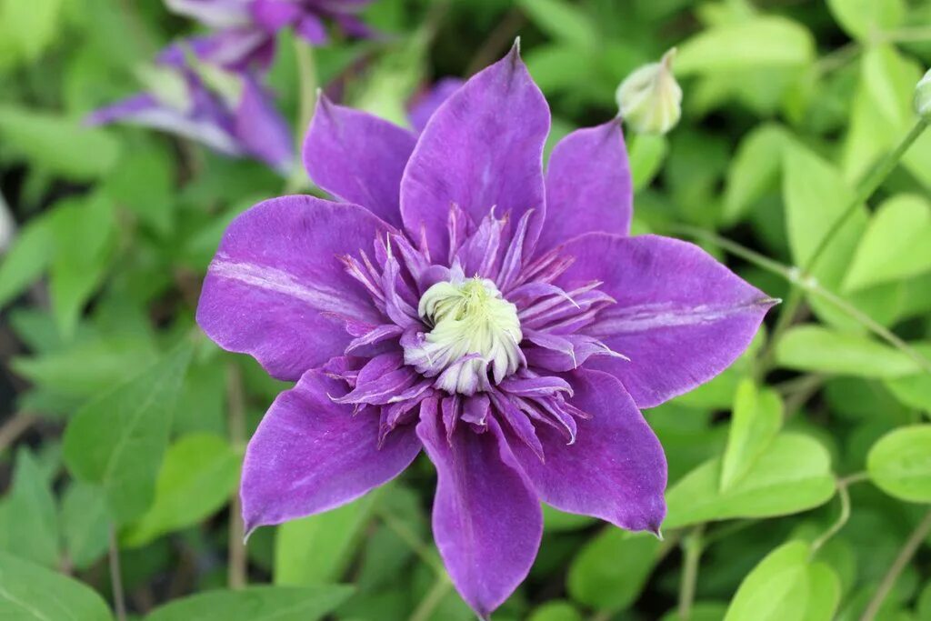 Клематис бель фото Clematis - BELLE OF TARANAKI ™ - Pleasant View Gardens