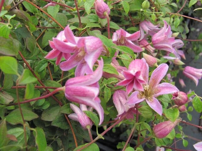 Клематис бель фото Bomenzoeker Webwinkel - Clematis'Zomibel'(Mienie_Belle) - Texensis_groep - onder