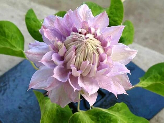 Клематис бель фото Clematis 'Belle of Woking': Worth the trouble Jardinería, Flores, Plantas