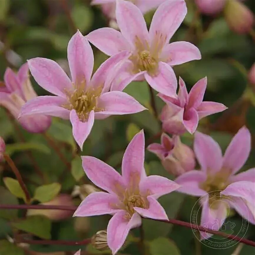 Клематис бель фото Клематис Мини Белл (Clematis Mienie Belle) купить в Москве по низкой цене из пит