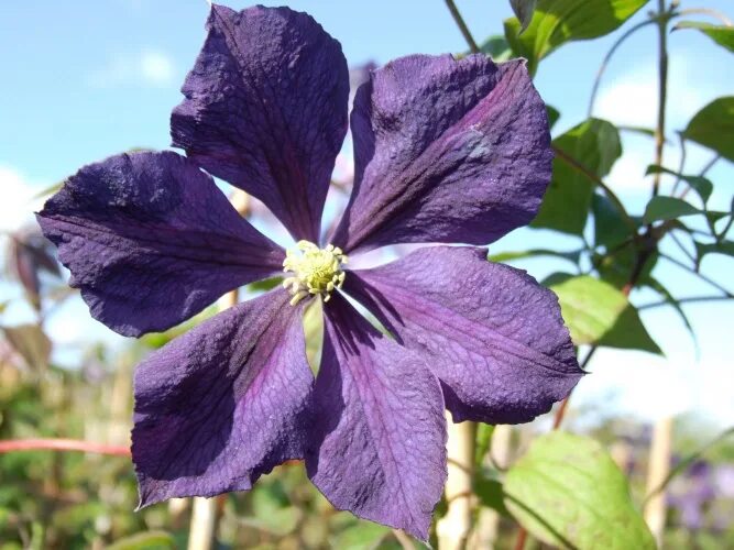 Клематис бель фото Clematis Blue Belle