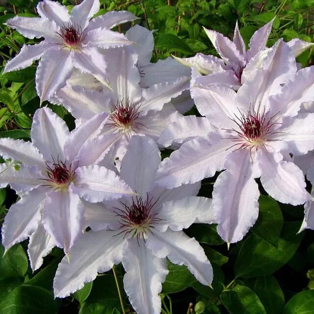 Клематис белиссимо фото Clematis 'Snow Queen' Schlingpflanzen, Kletterpflanzen, Clematis