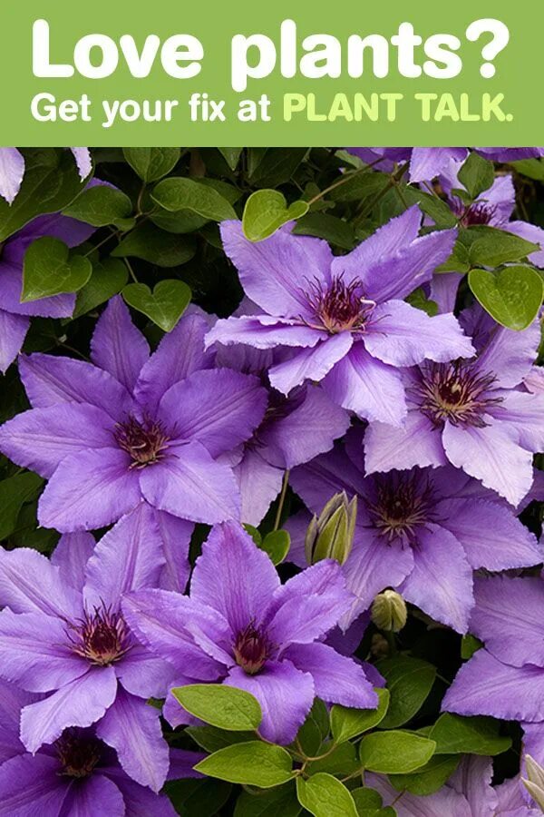 Клематис белиссимо фото Fine Gardening Podcast: Let's Argue About Plants - FineGardening Clematis, Garde