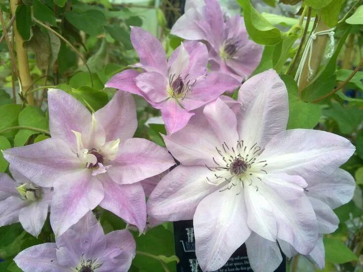 Клематис белиссимо фото Clematis Reflections Clematis plants, Clematis, Vine trellis