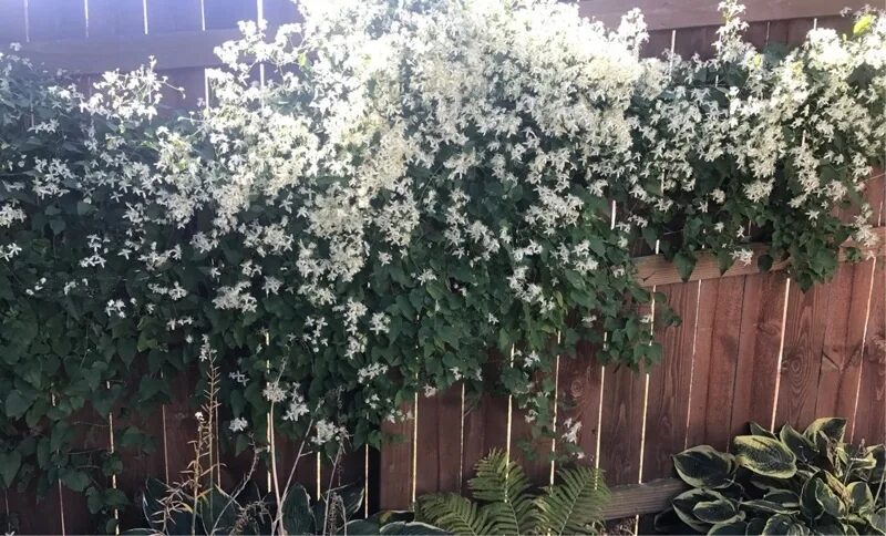 Клематис белое облако фото Clematis burning White Cloud in stock !! https://vk.com/photo-85143910_457258493