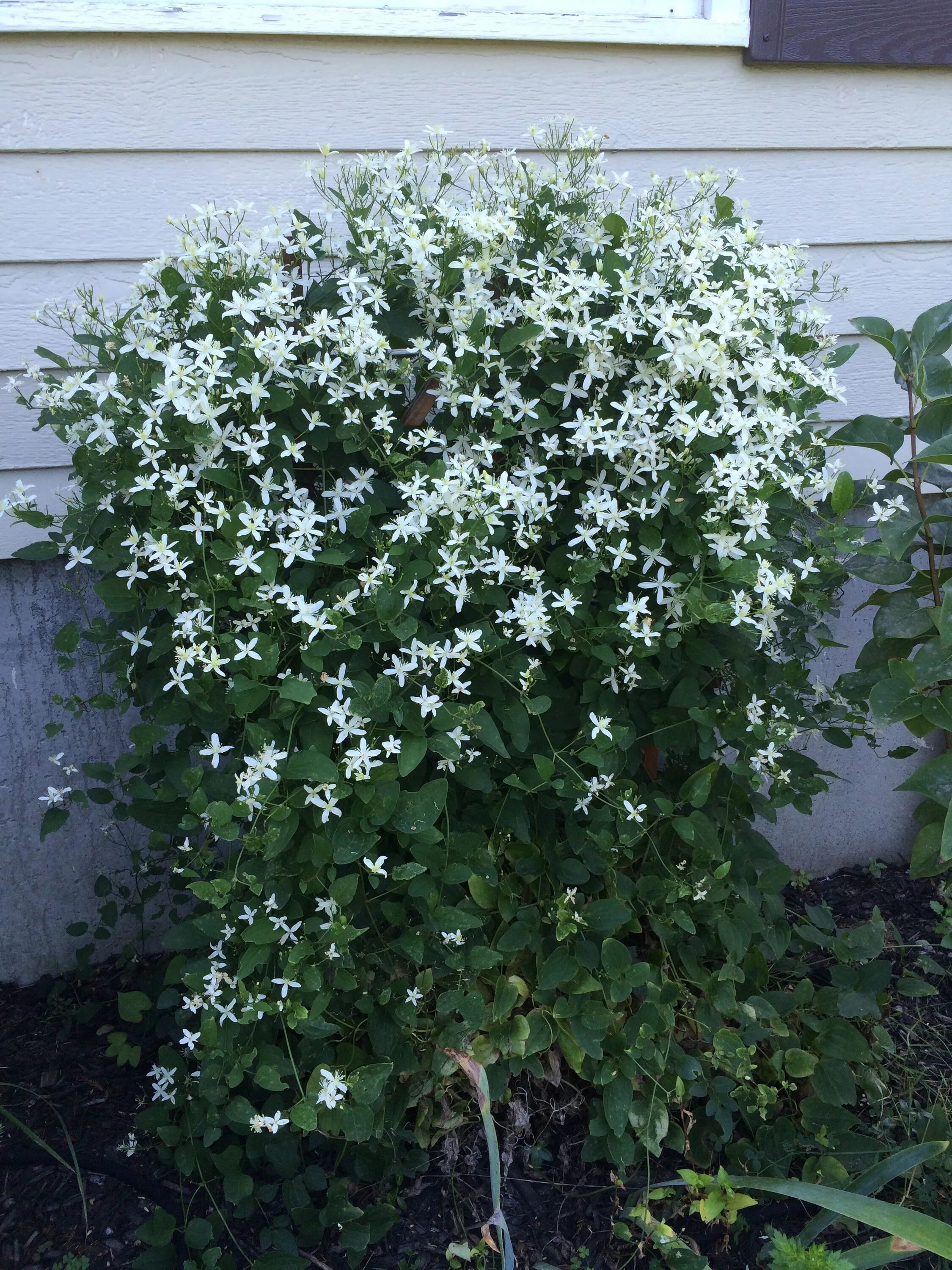 Клематис белое облако фото Fall clematis September 2016 Plants, Garden, Clematis