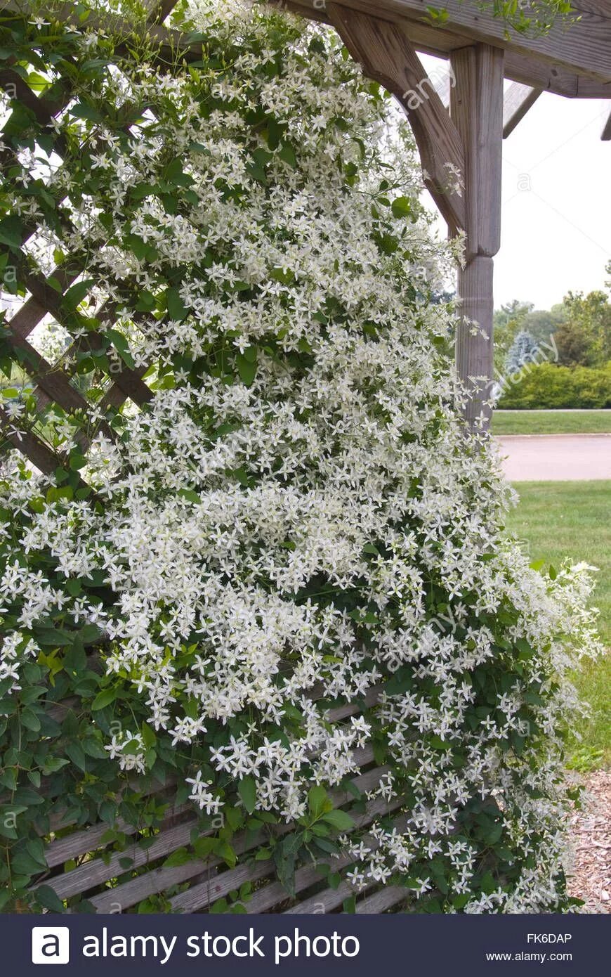 Клематис белое облако фото Download this stock image: Clematis paniculata - FK6DAP from Alamy's library of 