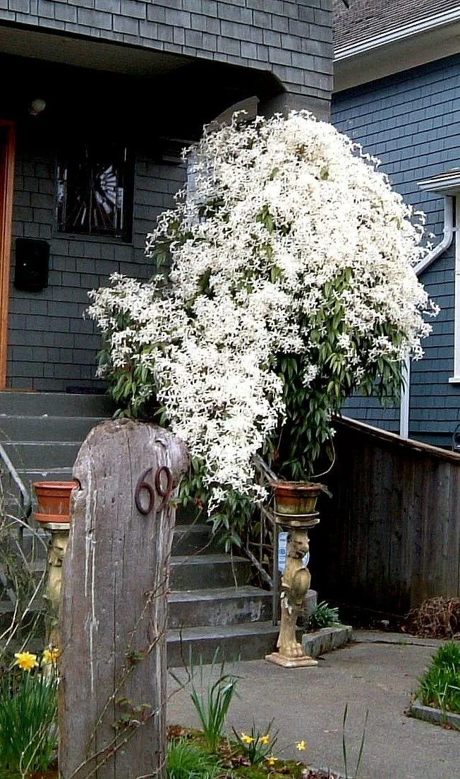 Клематис белый фото в саду ongoing photo by Tim Bray - White Flowers White gardens, Clematis, Garden vines