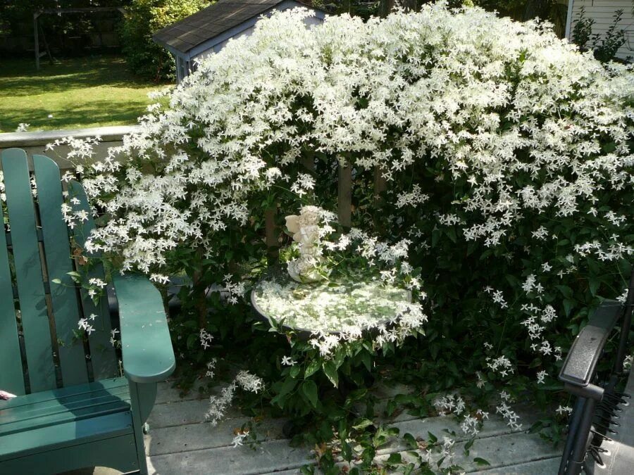 Клематис белый фото в саду Клематис маньчжурский, Ломонос маньчжурский (Clematis manshurica)