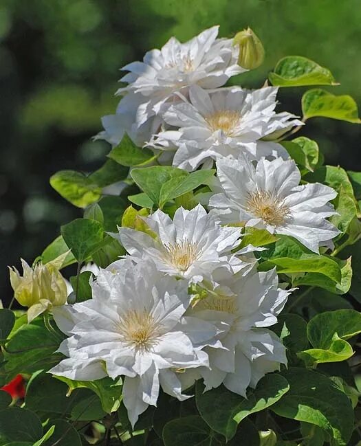 Клематис белый махровый фото double white clematis Clematis plants, Clematis flower, White clematis