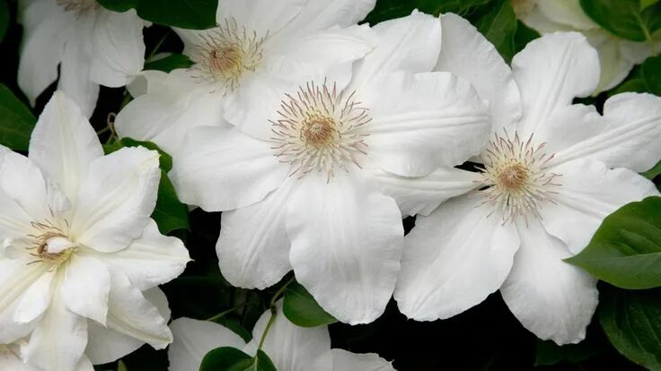 Клематис белый махровый фото White Clematis Clematis flower, Clematis plants, White clematis