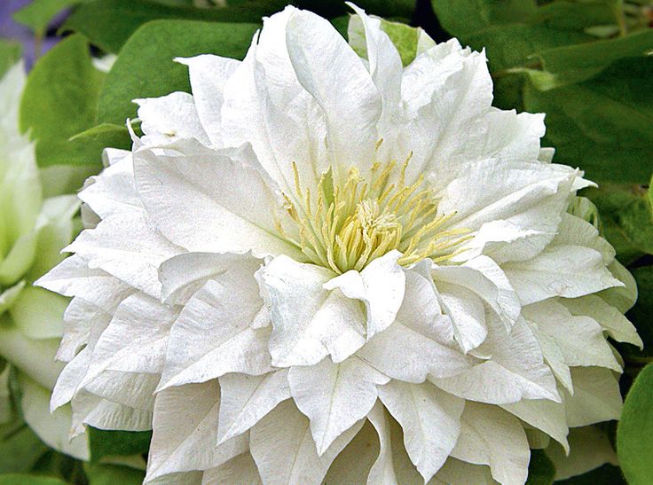 Клематис белый махровый фото Clematis 'Arctic Queen' - Beautiful Flowers for Your Garden