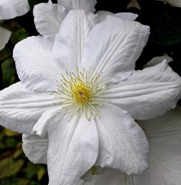 Клематис белый махровый фото White Clematis by Vego1237 ePHOTOzine