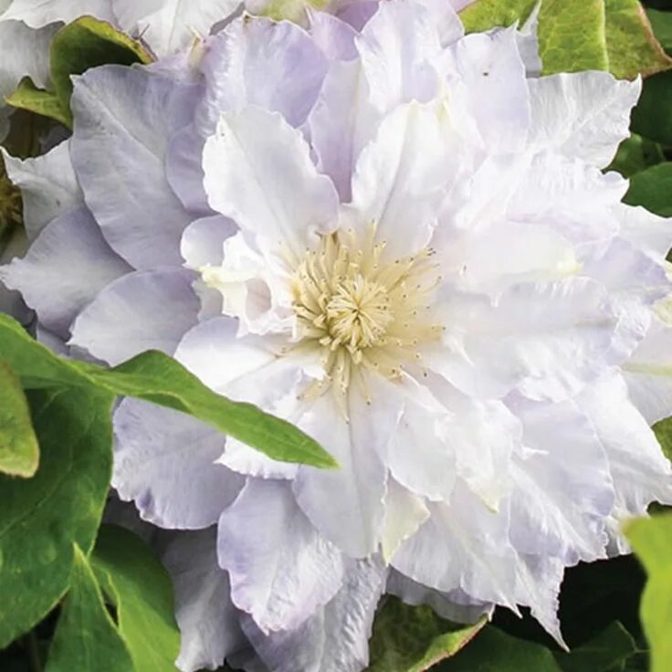 Клематис белый махровый фото Clematis 'Chalcedony'