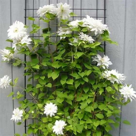 Клематис белый махровый фото Clematis Arctic Queen Evitwo 215 Zon 1-3 RÅ Beskärning: På våren beskärs de tunn