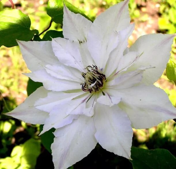 Клематис белый махровый фото Matka Siedliska Clematis Stauden, Blumen