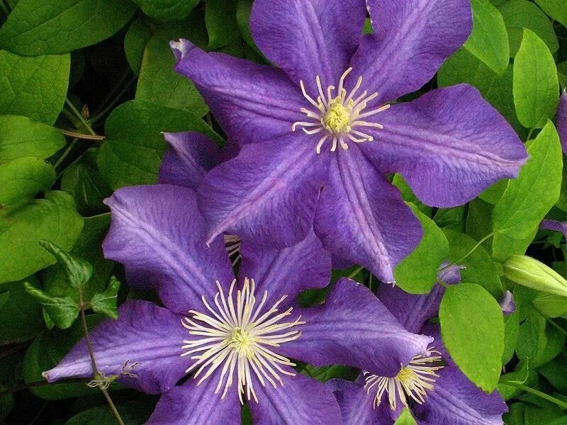 Клематис бербанк фото Клематис крупноцветковый/Clematis variety - Клематис/Clematis - Садовый центр ЛЕ