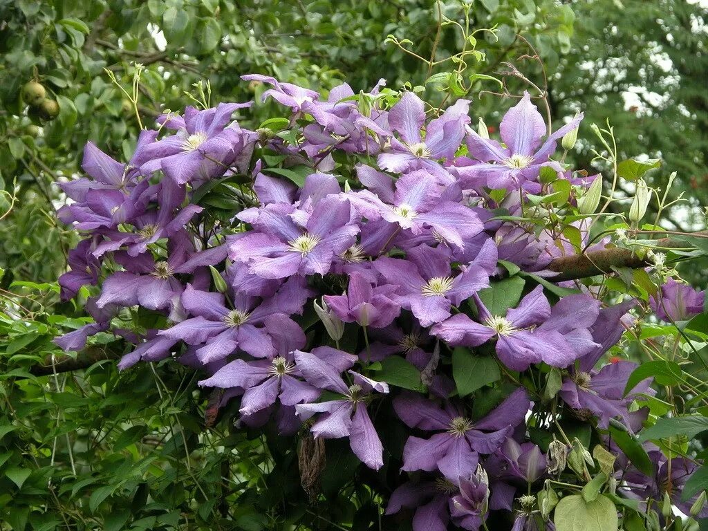 Клематис бербанк фото Клематис Luther Burbank Лютер Бербанк - Florasad