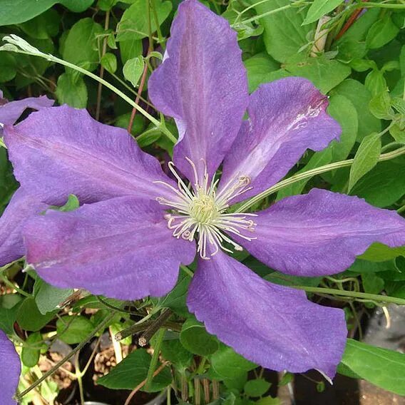 Клематис бербанк фото Clematis 'Luther Burbank' Suttons