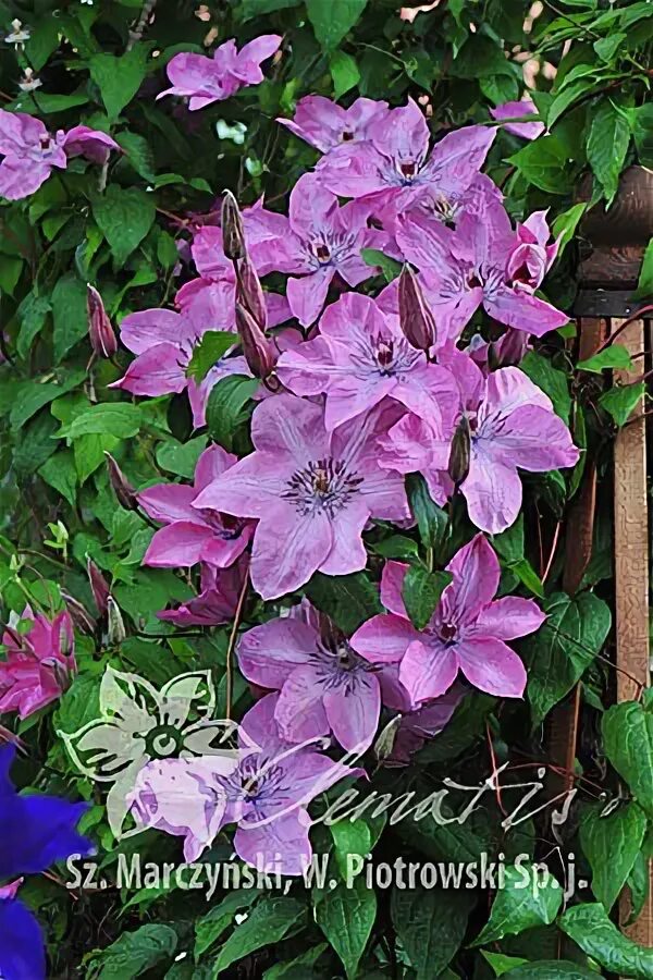 Клематис бешчады фото Энциклопедия - Clematis - Źródło Dobrych Pnączy