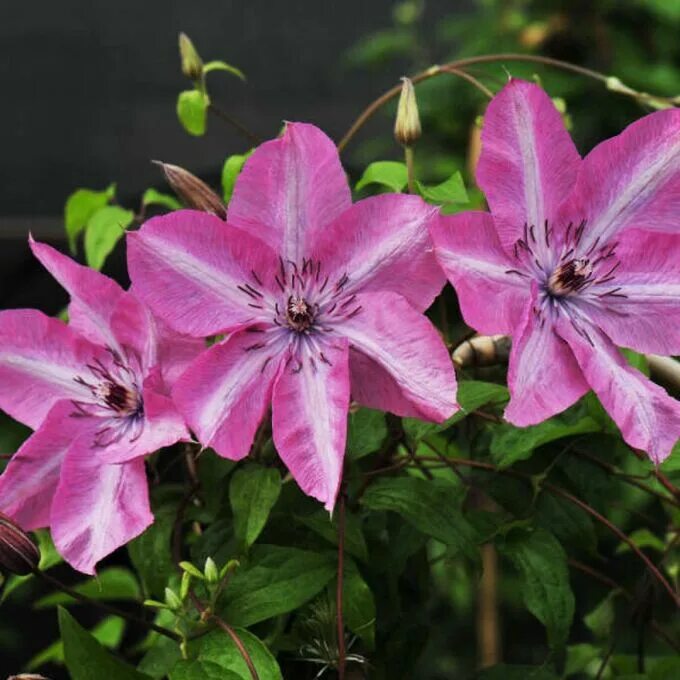 Клематис бешчады фото Клематис Clematis Bieszczady Earthquake класс В Морозостойкие Клематисы. Декорат