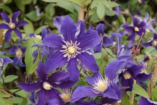 Клематис бездей герл фото Clematis_HUDSON_RIVER Tm