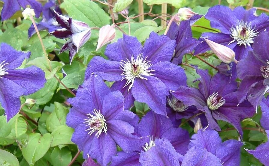 Клематис бездей герл фото Clematis_HAPPY_BIRTHDAY Zohapbiaf