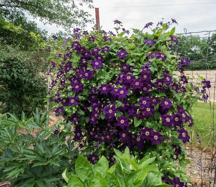 Клематис бездей герл фото Clematis happy birthday