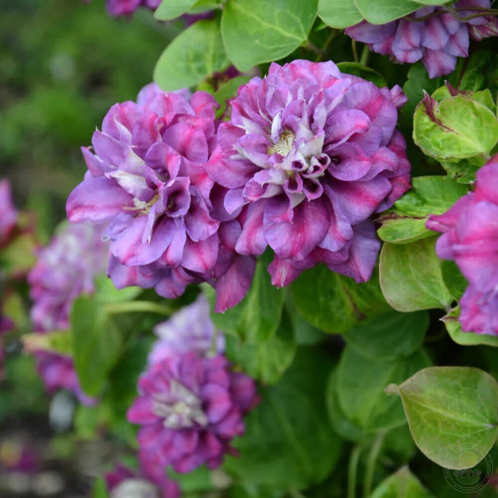 Клематис бездей герл фото Клематис Королева Бона (Clematis Krolowa Bona) купить в Москве по низкой цене из