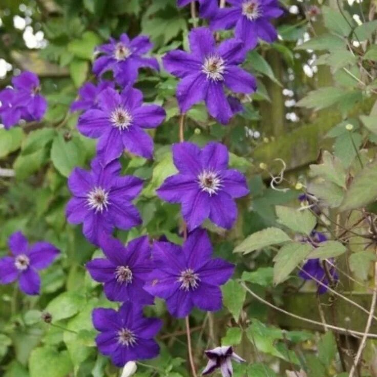 Клематис бездей герл фото Clematis 'Happy Birthday' Clematis, Paarse bloemen, Bloemen