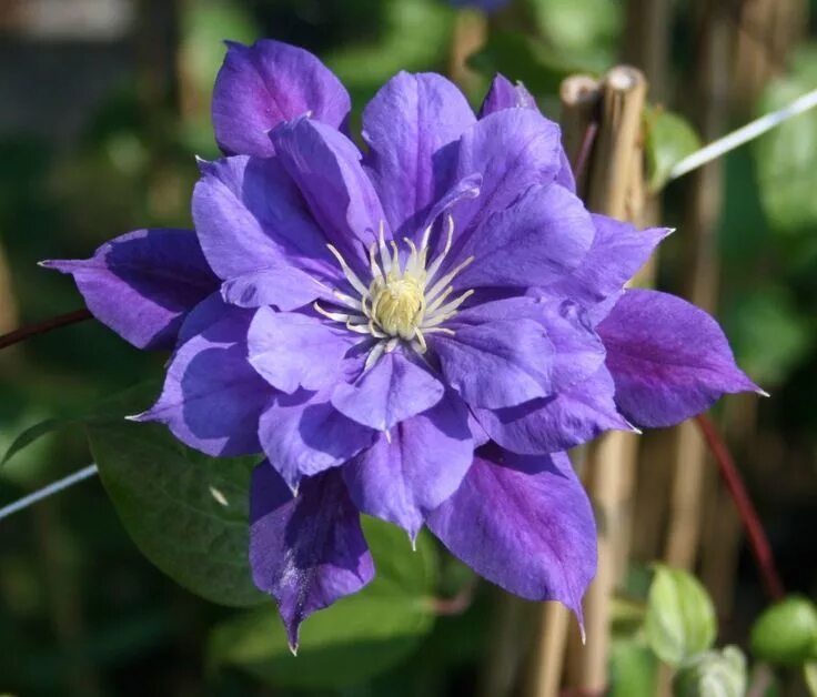 Клематис бездей герл фото Clematis viticella 'Franziska Maria' ....................... Full Sun to Part Sh