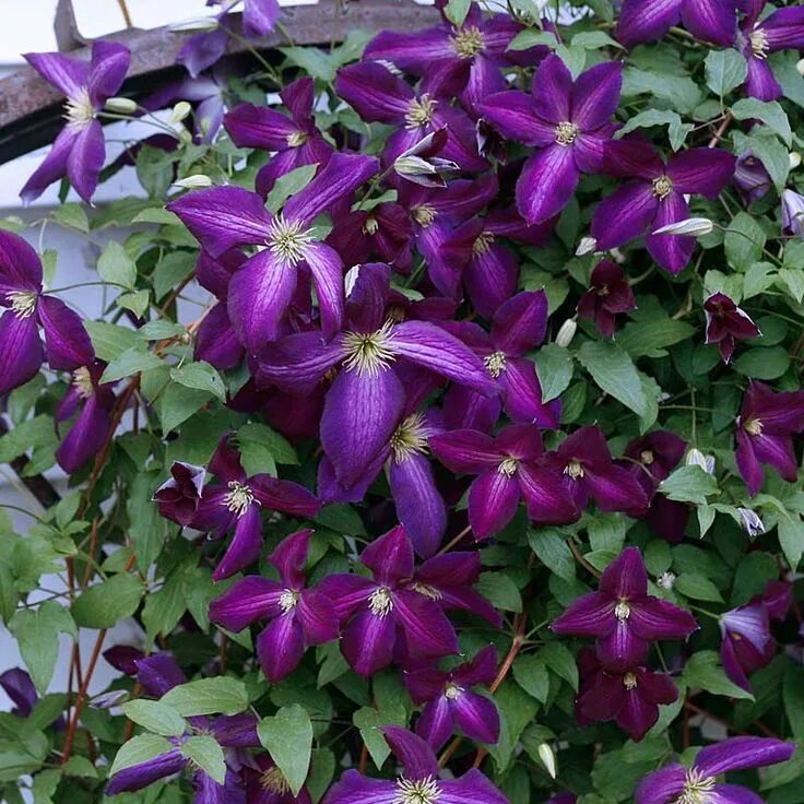 Клематис бездей герл фото Happy Jack ® Purple Clematis Proven Winners Purple clematis, Clematis, Purple ga