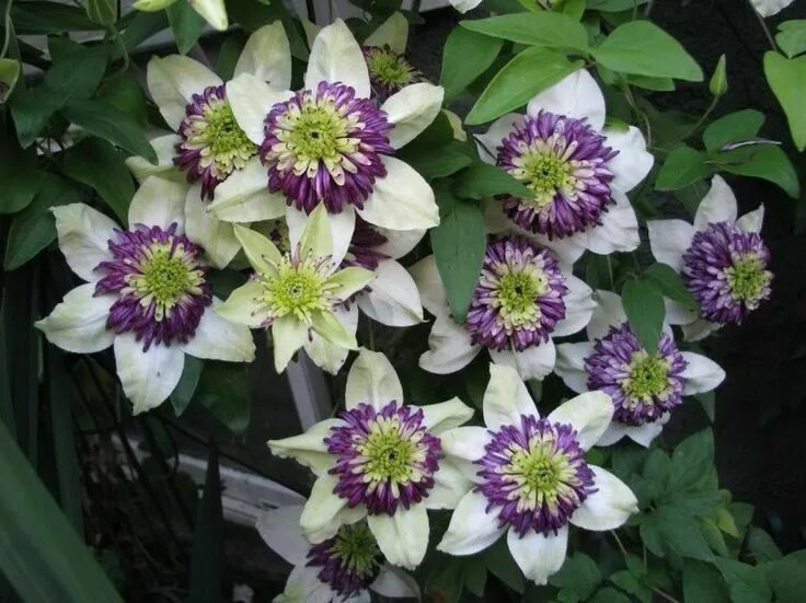 Клематис биколор фото clematis vienetta Found on bloomscanada.ca