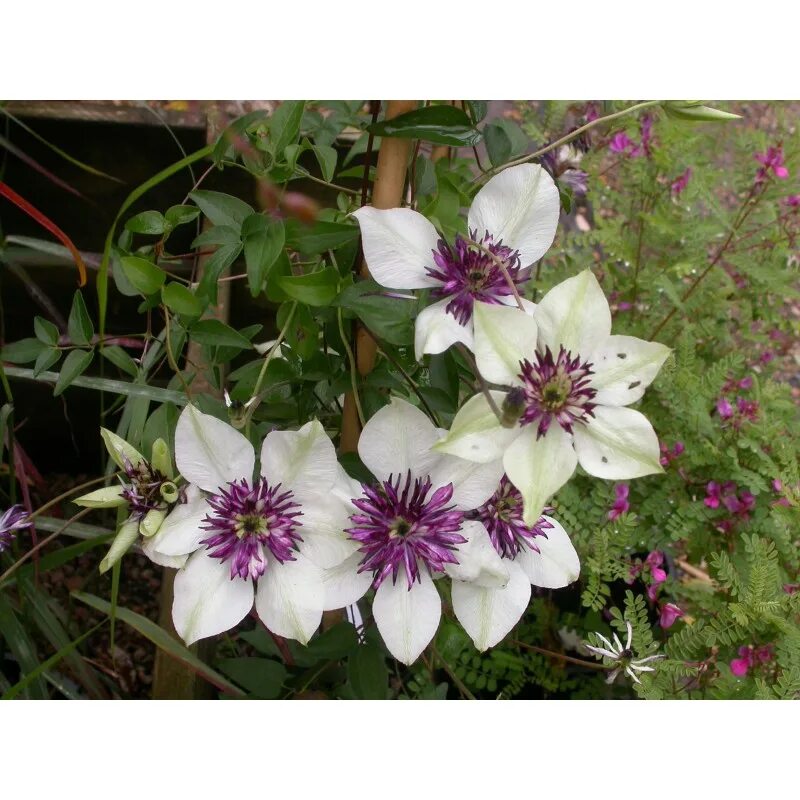 Клематис биколор фото Clematis florida Bicolor