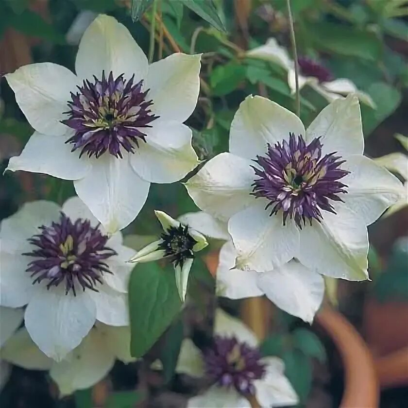 Клематис биколор фото Clematis florida bicolor Syn.florida Sieboldii - Friedrich M. Westphal Clematisk