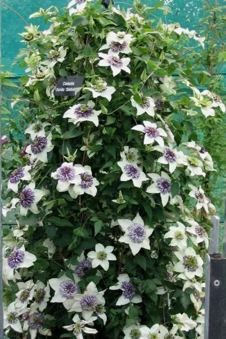 Клематис биколор фото florida Sieboldii Clematis, Florida flowers, Backyard garden design