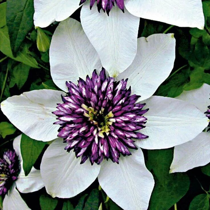 Клематис биколор фото Clematis-Hybride 'Etoile de Malicorne' Kletterpflanzen, Clematis, Clematis winte