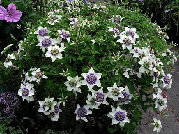 Клематис биколор фото Pin by Lisa on clematis Clematis, Clematis vine, Climbing vines