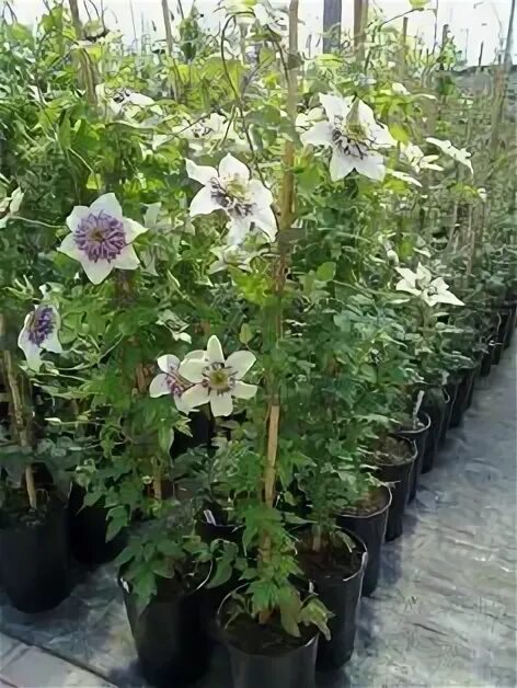 Клематис биколор фото Unsere öfter-blühenden Clematis Clematis, Gärtnerei, Fotos
